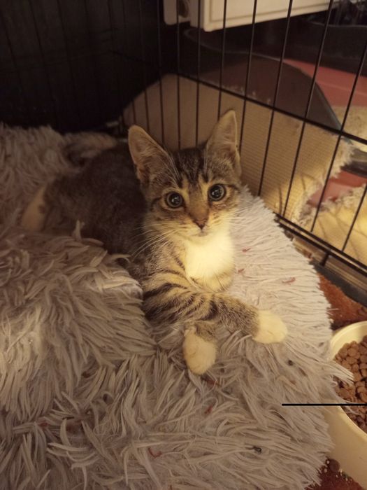 2 miesięczna kotka szuka domu niewychodzącego