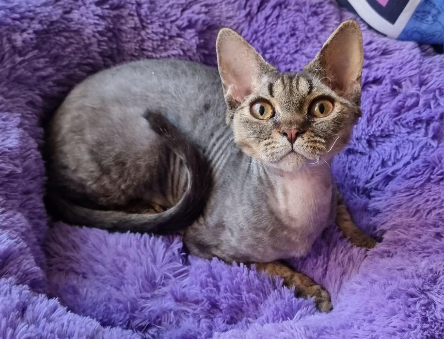 Девон-рекс кошенята