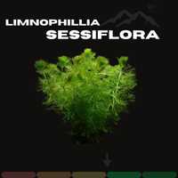 Limnophillia Sessiflora S ( Chwilowo Brak )