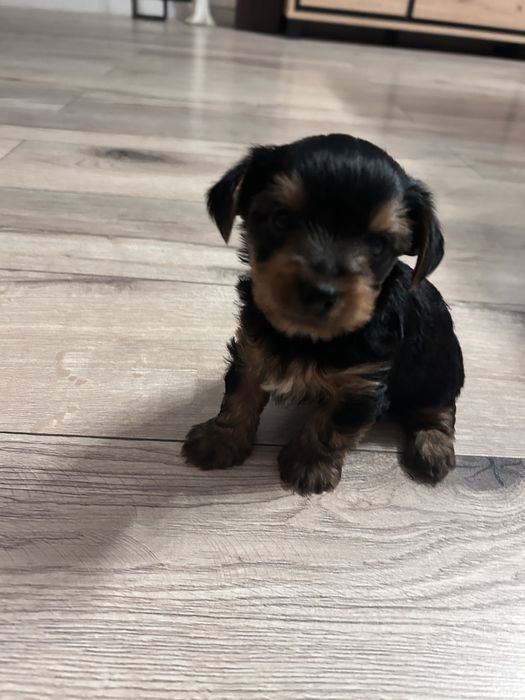 York Yorkshire terrier