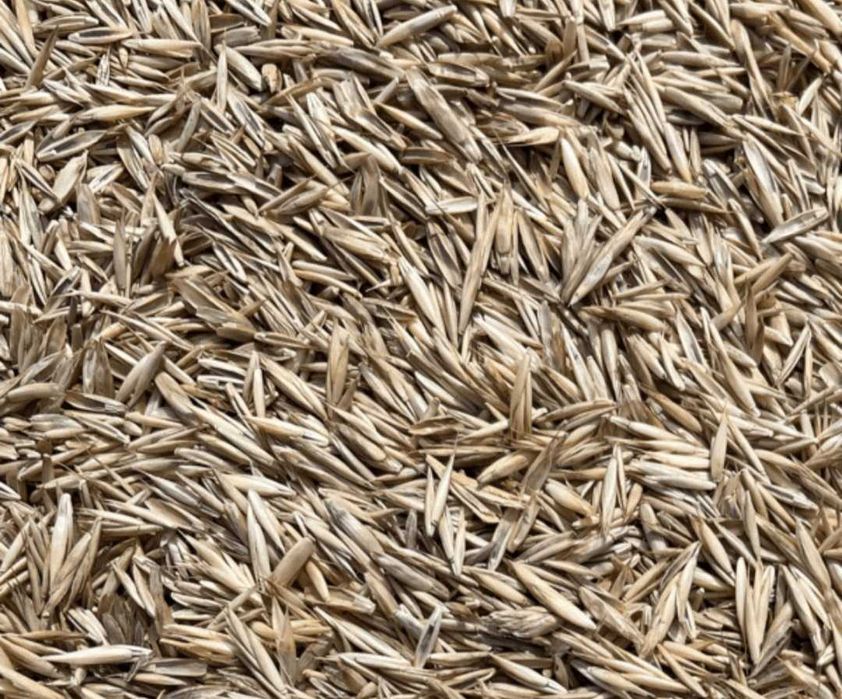 Semente de Erva Molar