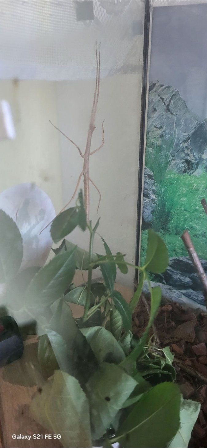 Oddam młode patyczaki rogate