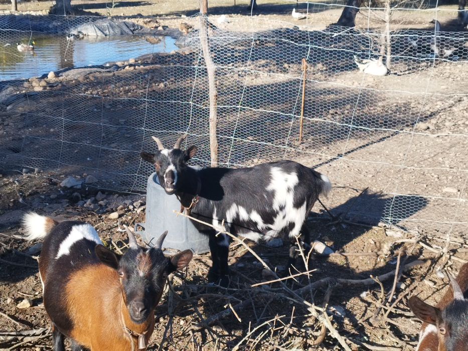 Cabrinhas anãs  para  companhia