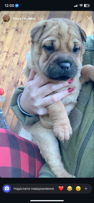 Собачка Шарпей шукає свого господаря