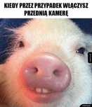 Prosięta 9 tygodniowe