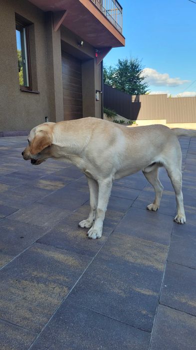 Вязка золотистого лабрадора