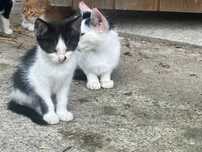 Kociaki do pilnej adopcji