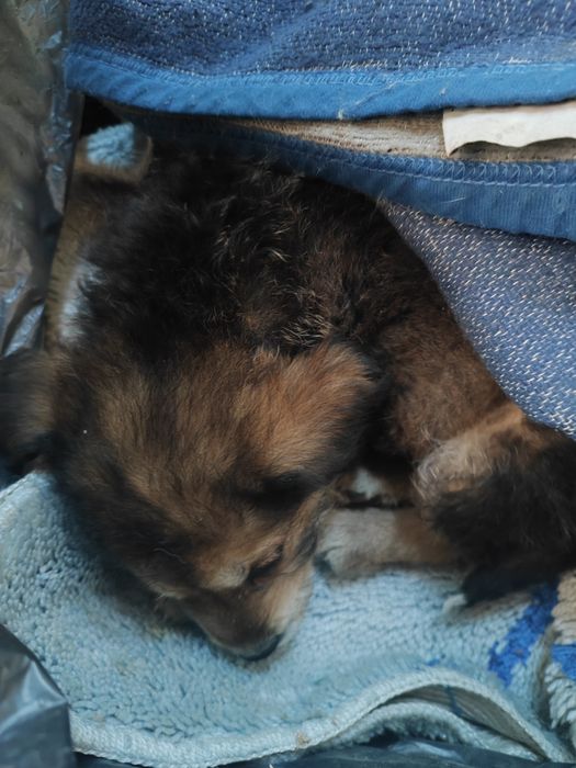 Віддам Дівчинку в добрі руки