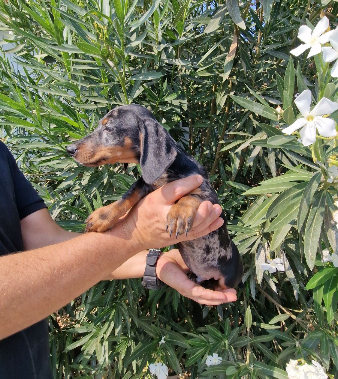 Teckel Black Merle
