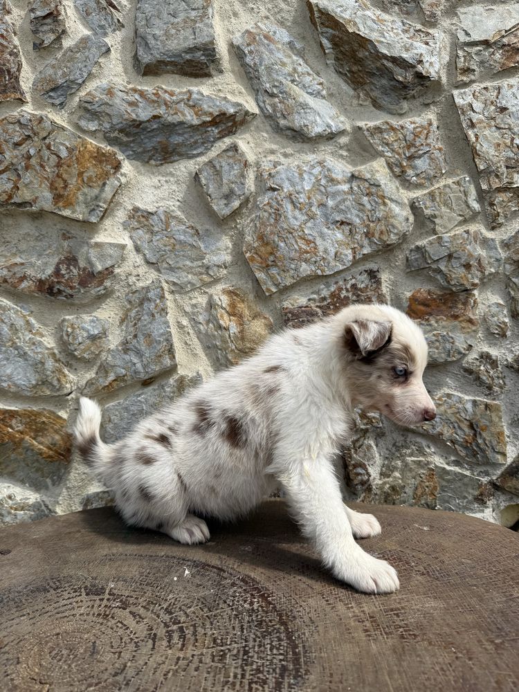 Border collie Merle