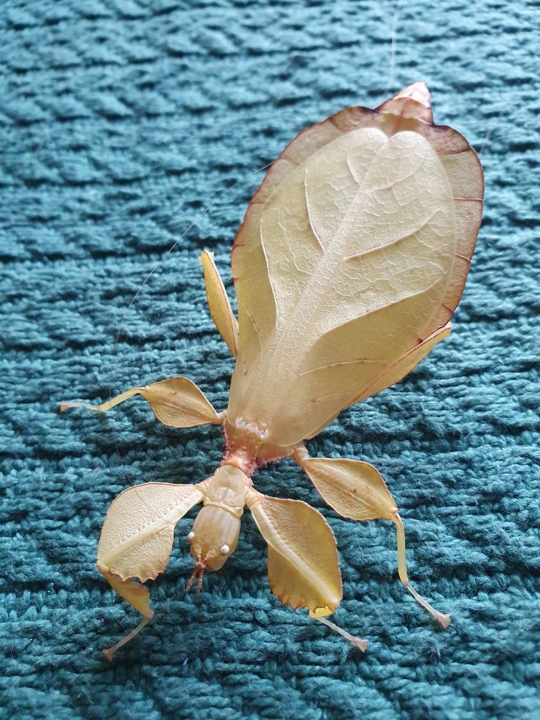 Jajka Liściec Phyllium Letiranti Tataba
