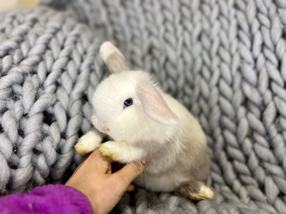 Królik mini lop * samiec * legalna hodowla