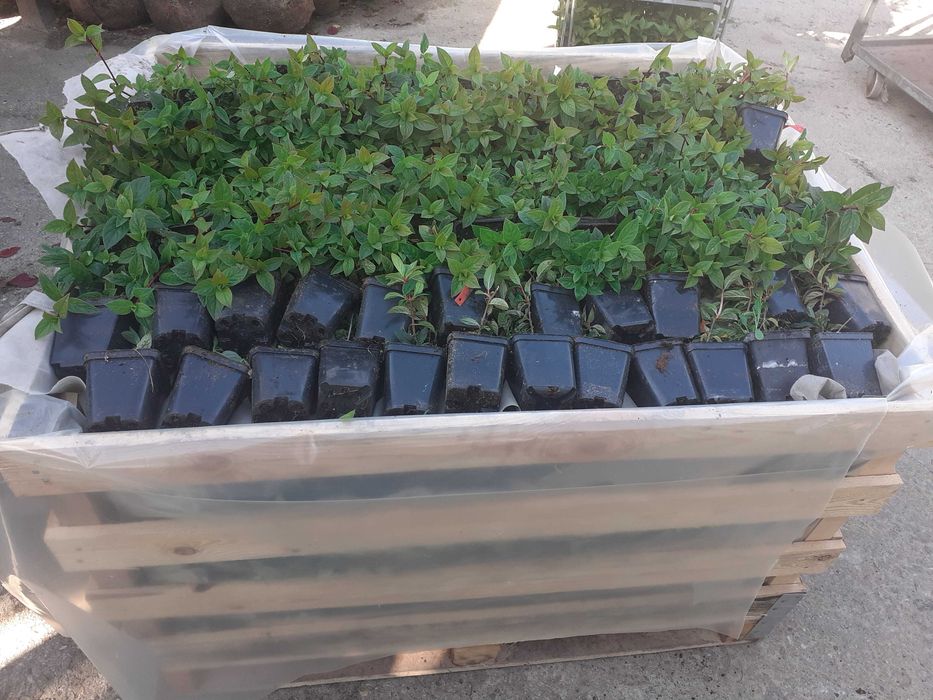 Hortensja bukietowa p9 i pienna C 2