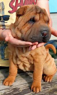 Shar pei,sunia z rodowodem,Bajka