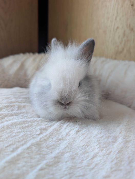 Królik karzełek, mini lop, miniaturka