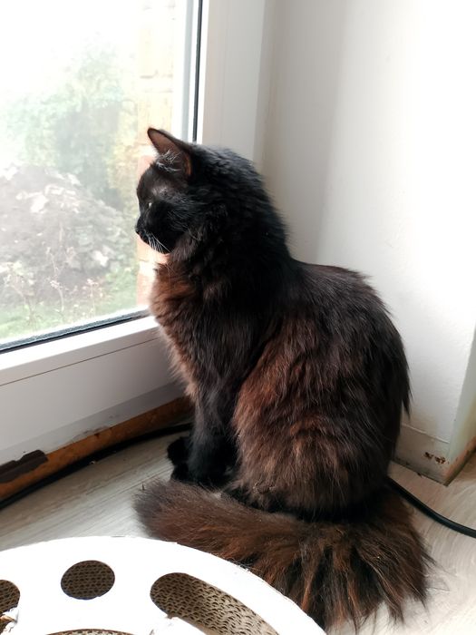 Kociaki po Norweskim Leśnym  szukają  nowych domów.