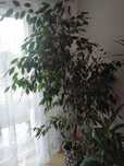 oddam fikusa beniamina 165 cm