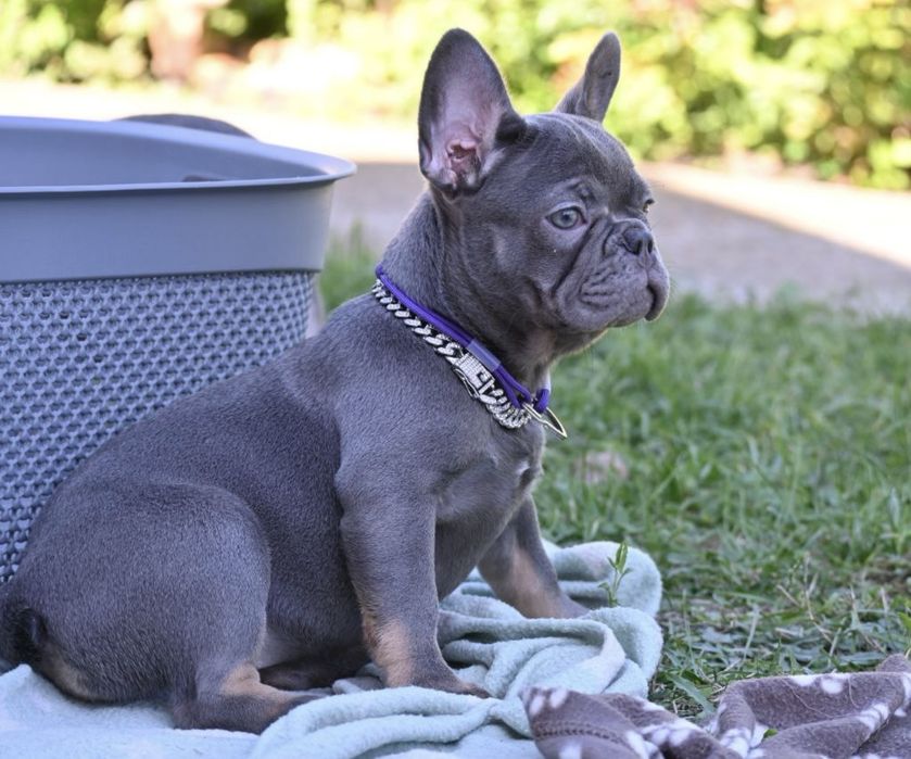 Неймовірні лілові дівчулі породи французький бульдог