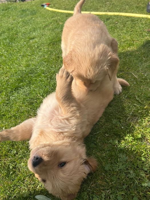 Golden Retriever linia amerykańska / piesek / szczeniak /rodowód ZK.PL