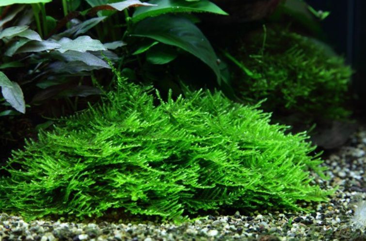 Мох спайки. Акваріумні рослини