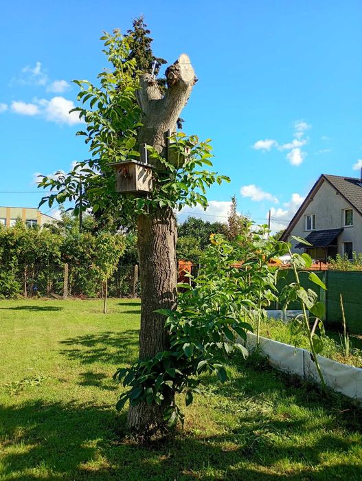 Orzech włoski pień