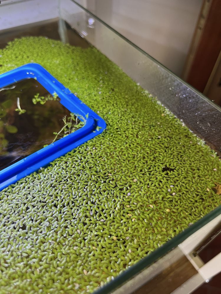 Lemna Minor (Duckweed)