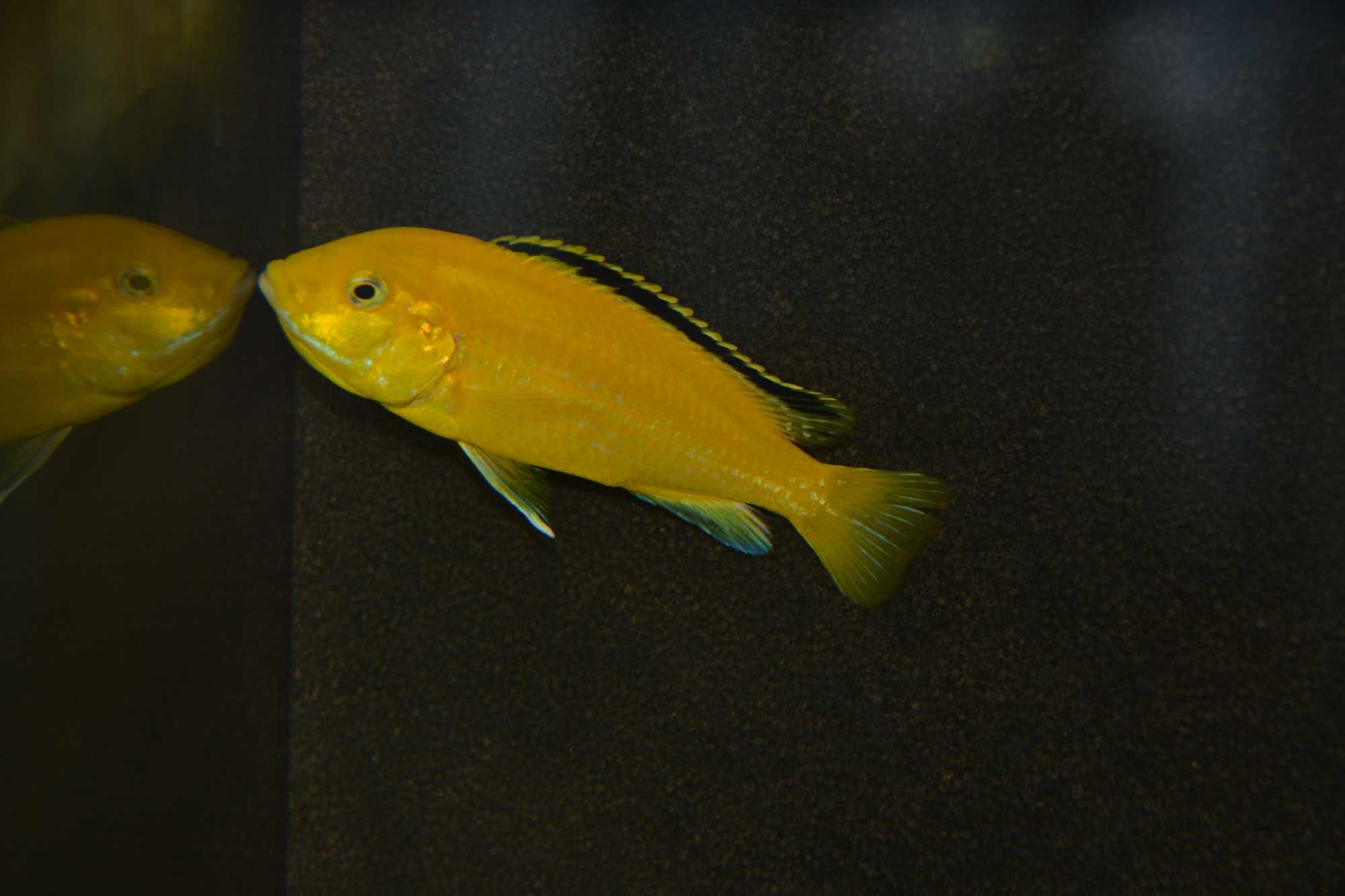 Pyszczaki Labidochromis Caeruleus Kakusa "Yellow"