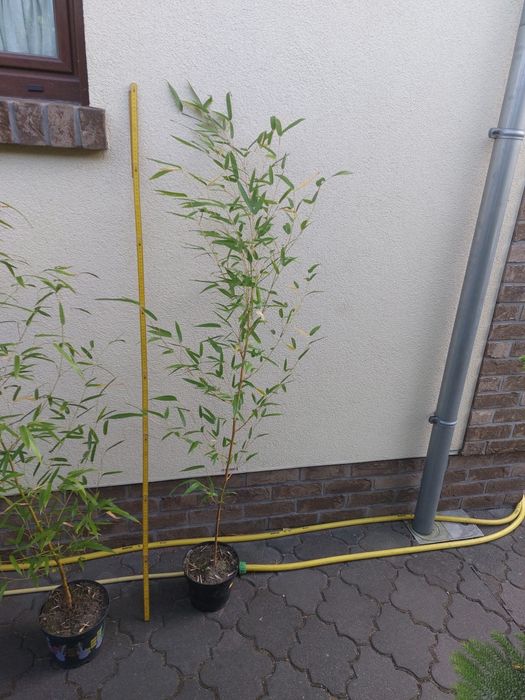 Bambus drzewiasty żółty 2 rośliny