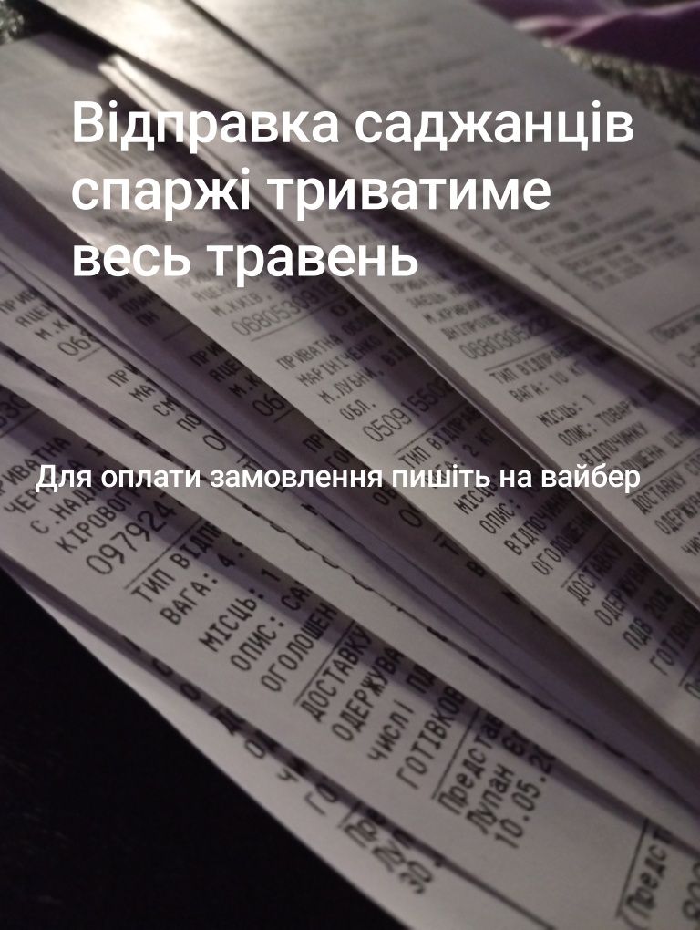 Саджанці спаржі сорт Аржентельська
