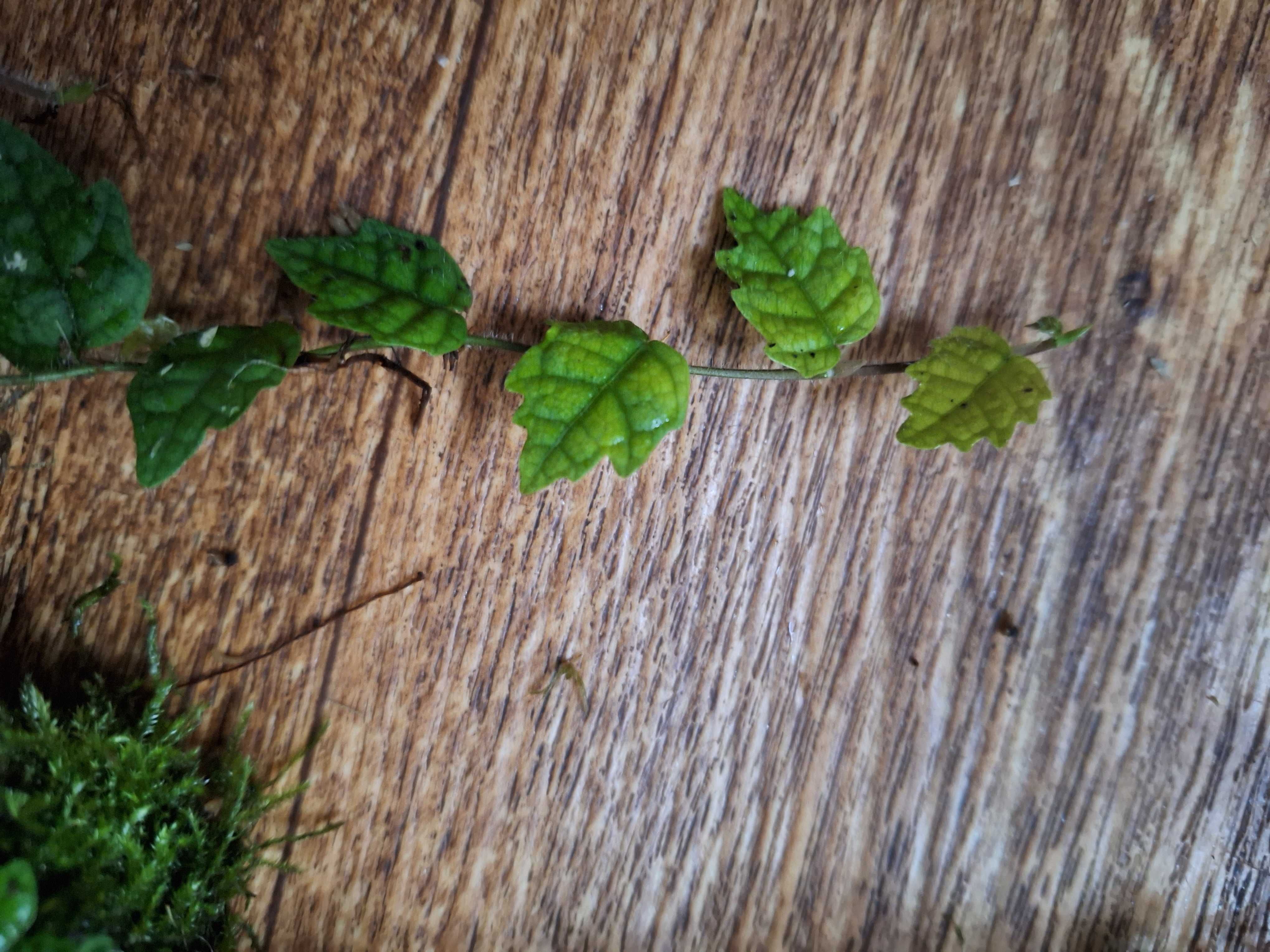 Фікус дуболистний, ficus