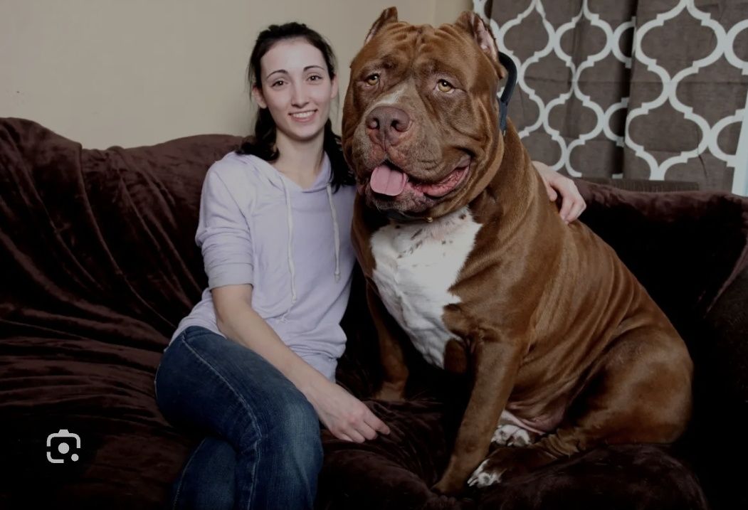 American Bully XL (Hulk linhagem)