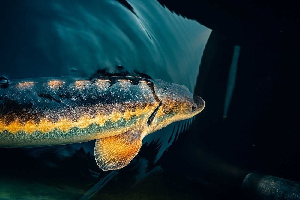 Jesiotr XXL 100cm - piękny okaz dostępny na miejscu