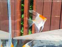 Skalar platinum KOI