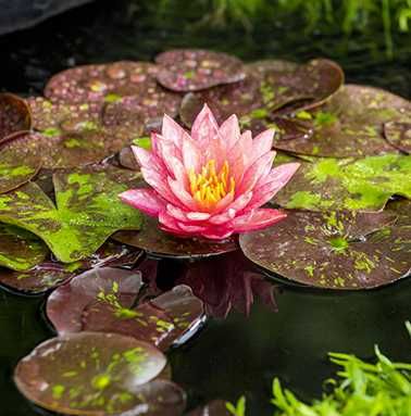 Nenúfares raros . Carmim, alaranjado e rosa variegada, outras plantas