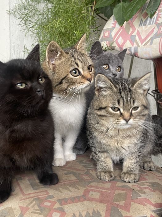 віддам котиків у добрі руки