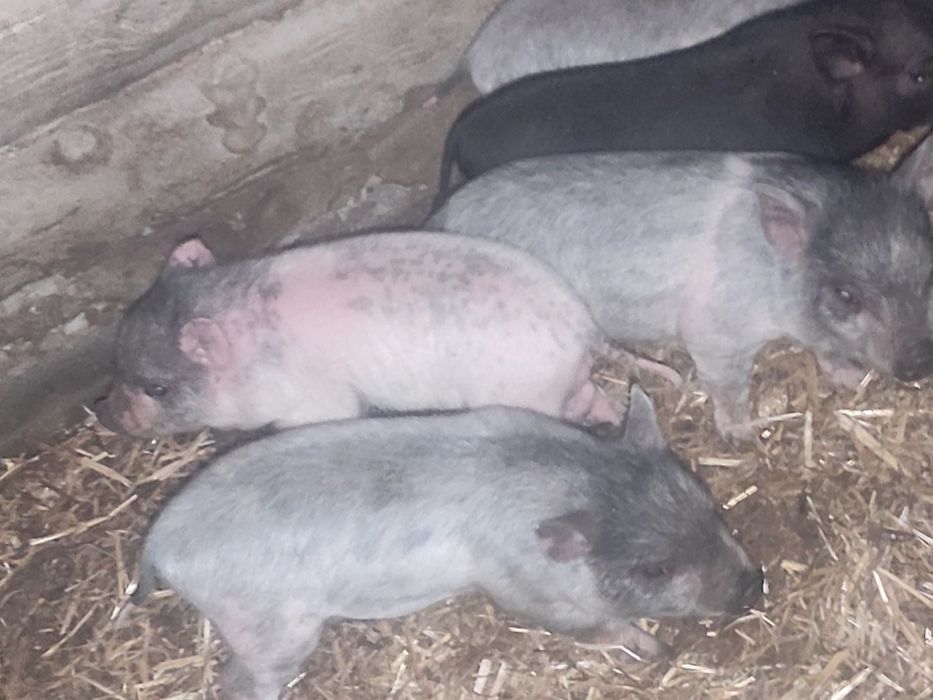 Продаю в'єтнамськіх поросят