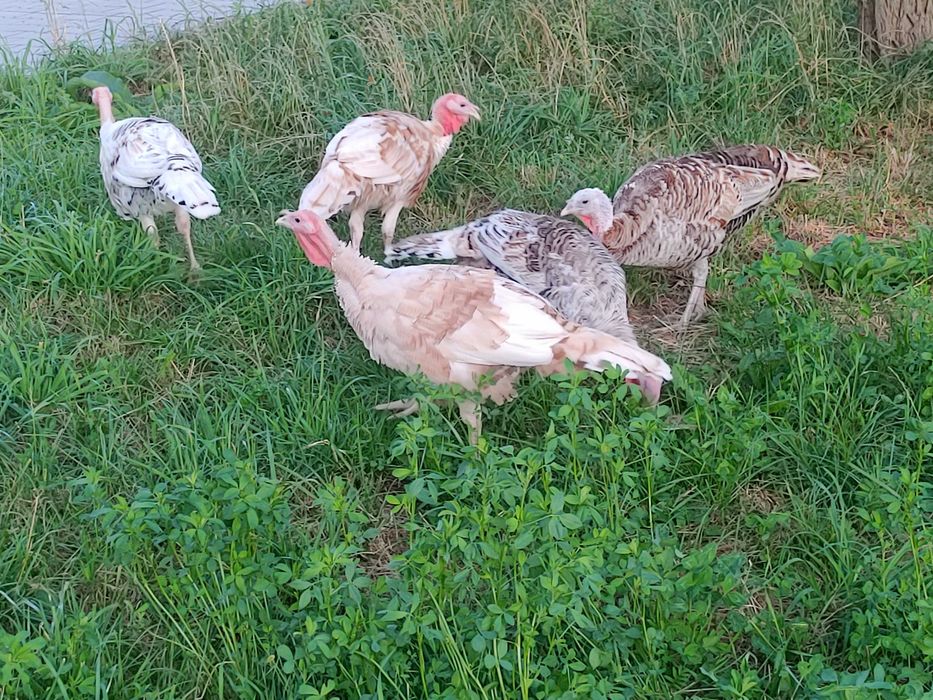 Indyki młode wolny wybieg