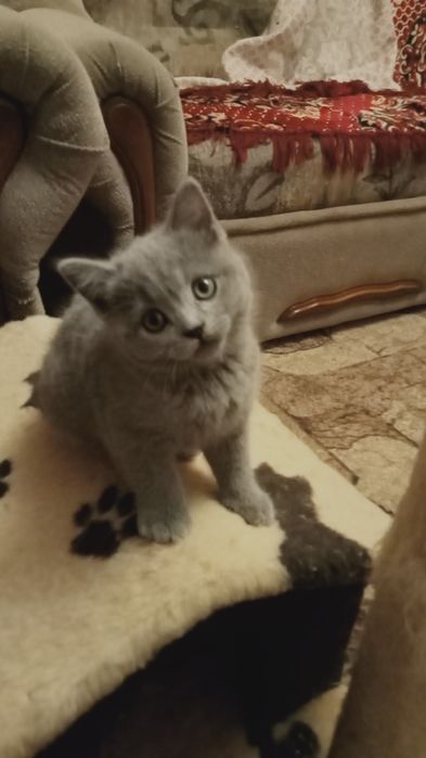 кошенята дівчинки