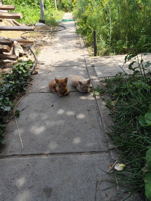 Кошенята в добрі руки