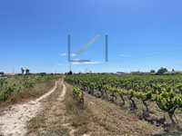 Terreno rústico de 35.000 m2 com vinha em produção, Palho...