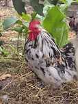Sprzedam rasowe koguty