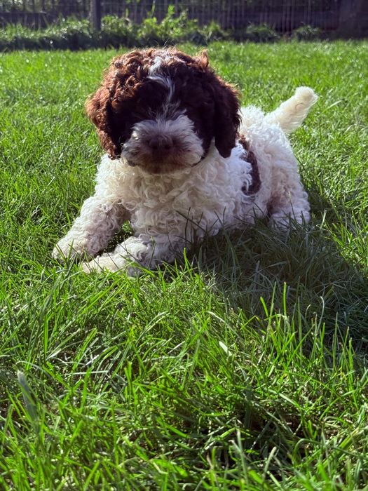Lagotto Romagnolo