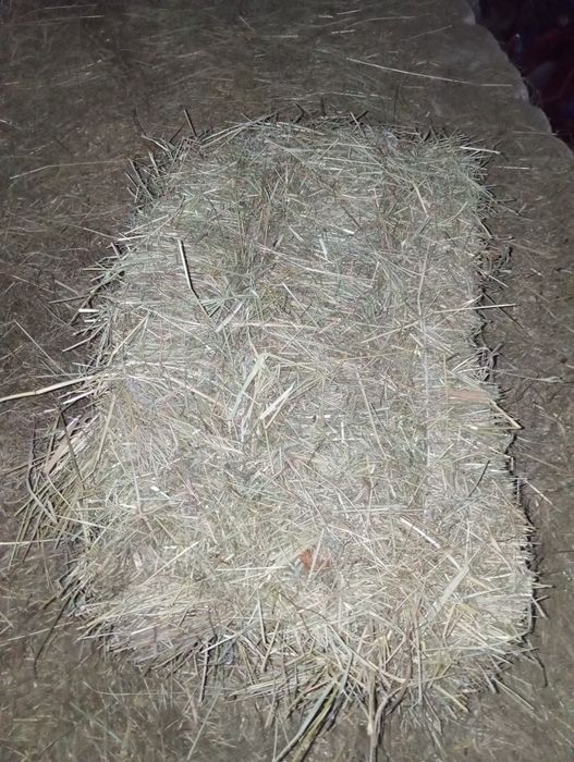 Sprzedam siano w kostkach 2025