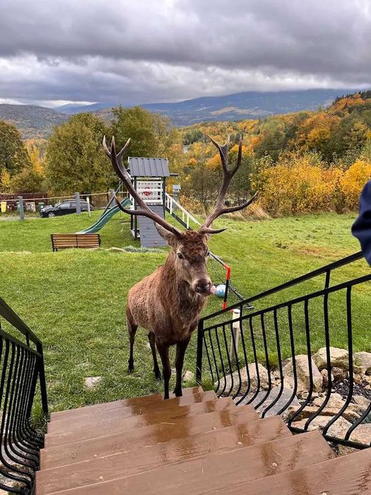 Domki w Szklarskiej Porębie z widokiem na panoramę gór