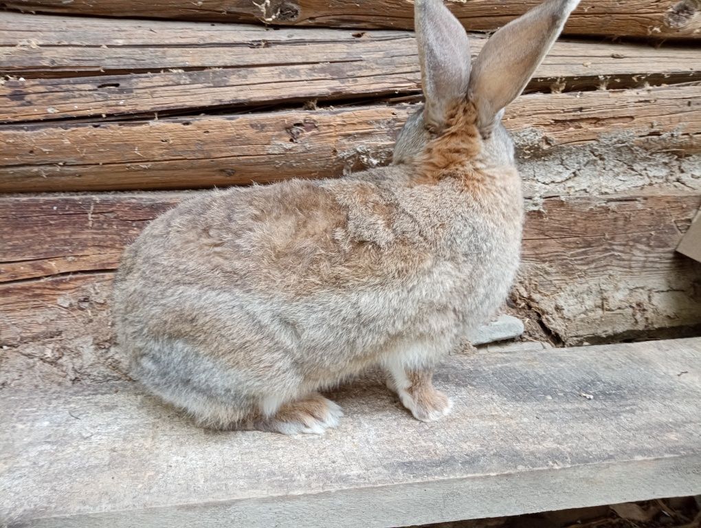 Кролик робочий самець