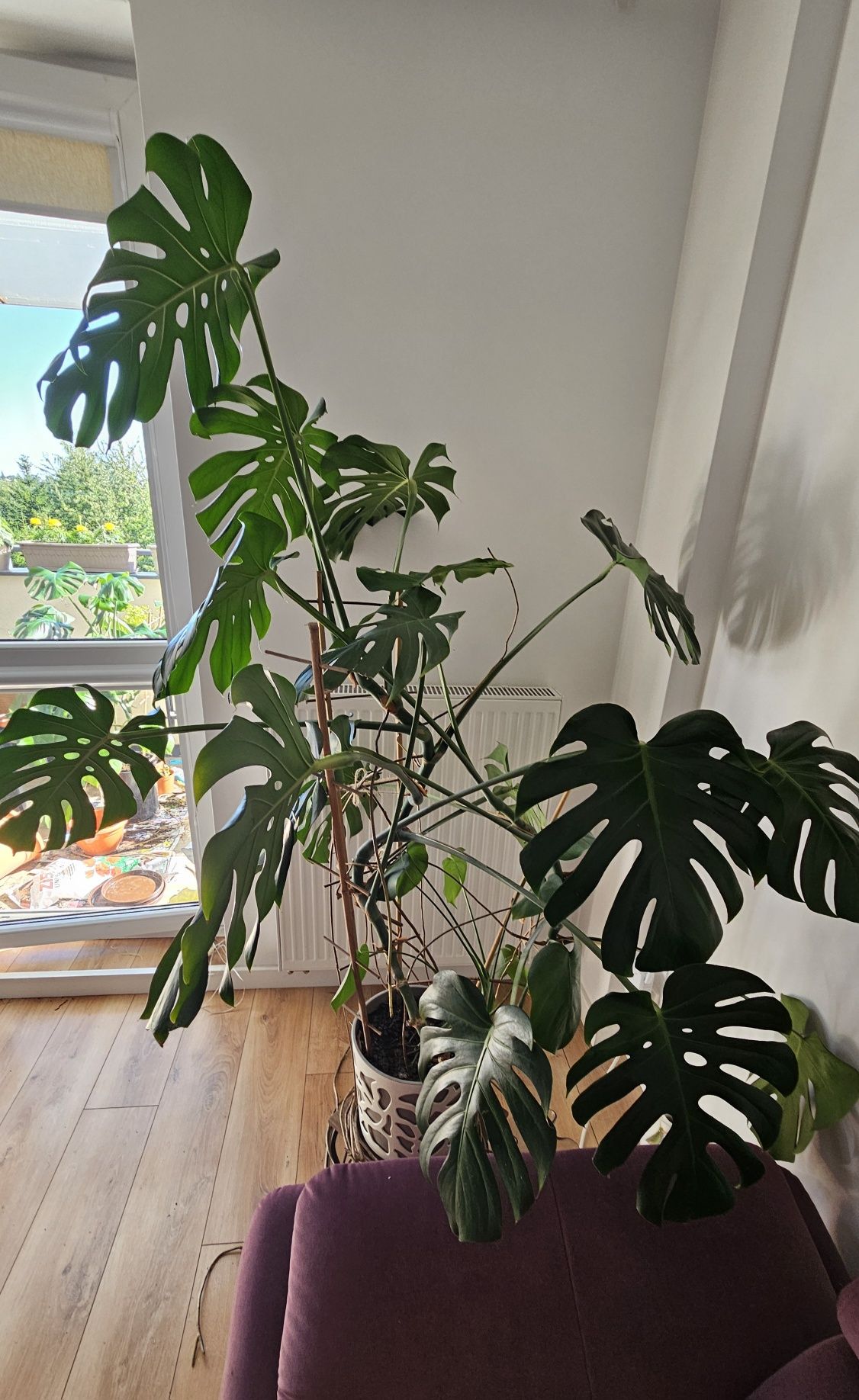 Monstera deliciosa 160 cm