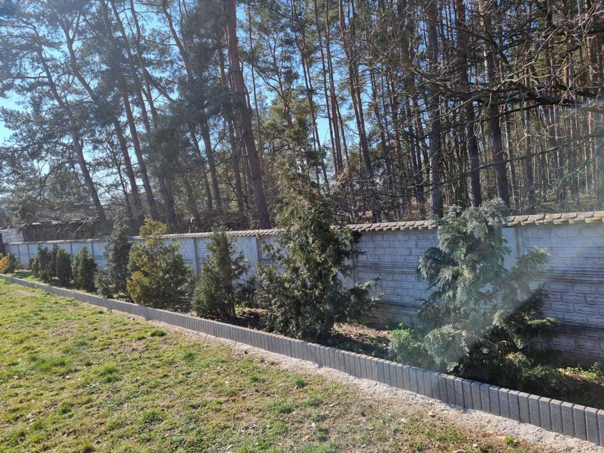Krzewy ozdobne różne