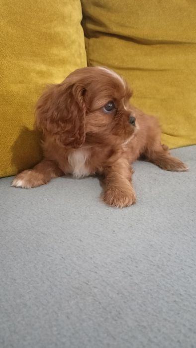 Cavalier King Charles Spaniel - dziewczynka