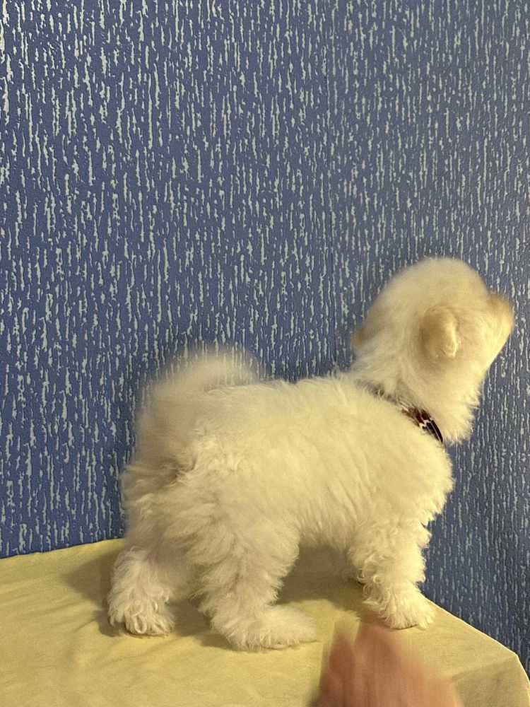 Бішон Фрізе Bichon Frise