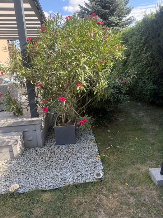 Duży prawie 3 m oleander różowy
